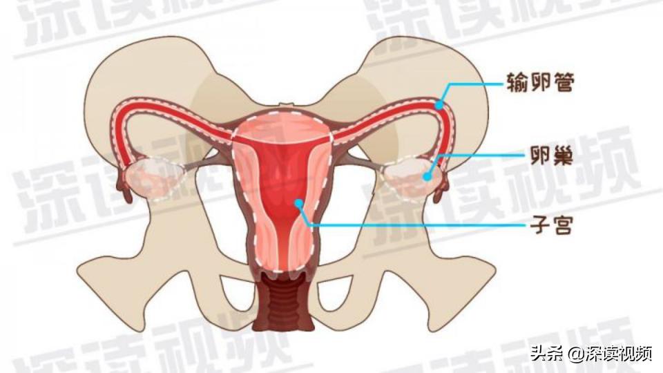 宫外孕出血量和月经一样怎么回事,宫外孕是怎么回事能不能再生孩子