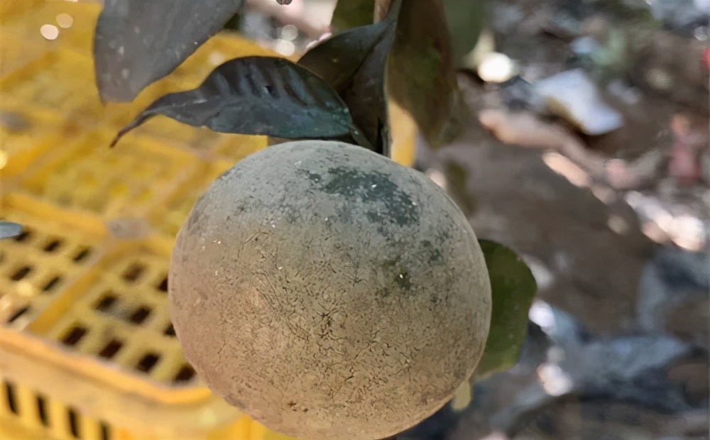 柑桔白癞病，小心你的果园中招