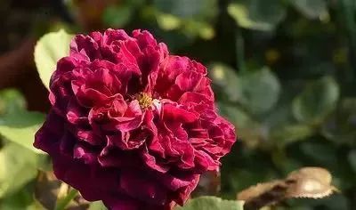 一万年一次的2020520;一起认识100种玫瑰~别送错啊