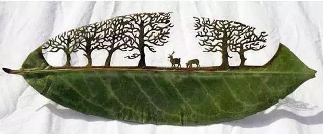 一叶一菩提高清图片,最漂亮的一叶一菩提