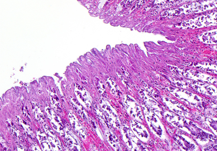 犬蛋白丢失性肠炎是什么引起的,犬蛋白丢失性肠炎