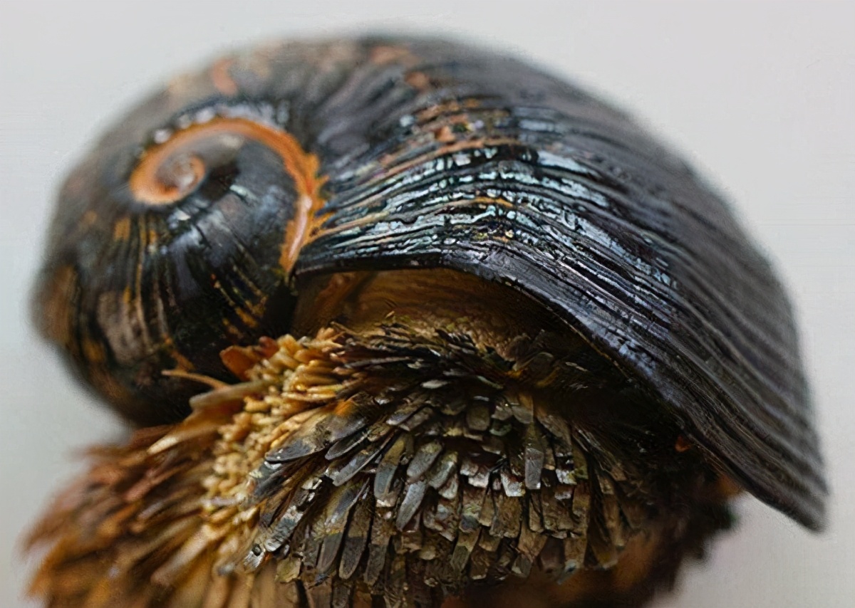 动物界中谁是钢铁侠,钢铁侠和各种动物融合