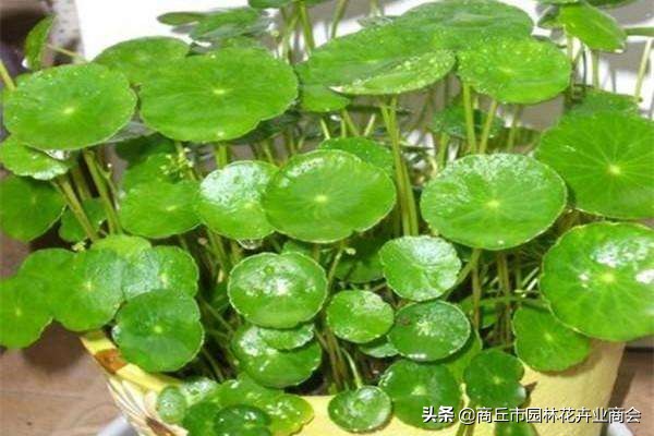 镜面草长虫吗,镜面草长得快吗