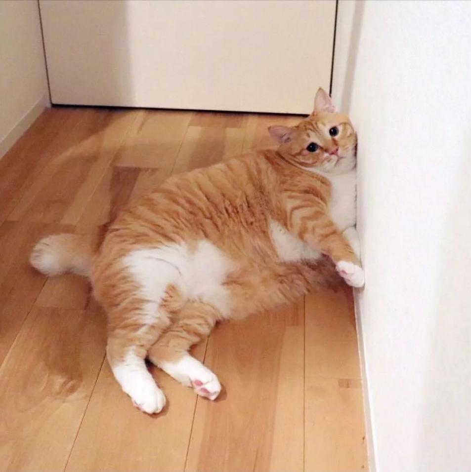 宠主平时怎样管理狗狗,宠主在哪个方面不能惯着狗