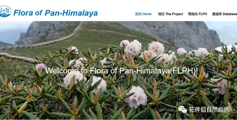 植物检索网站官网,植物检索表100种