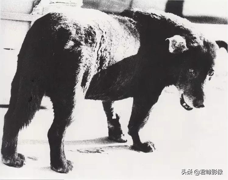 中国摄影大师谈摄影,摄影大师为何他们这么有灵感