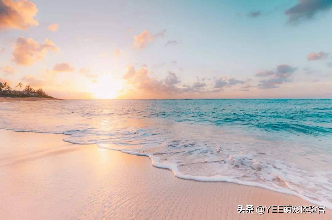 螺旋藻做鱼饲料用法,螺旋藻鱼粮和普通鱼粮区别