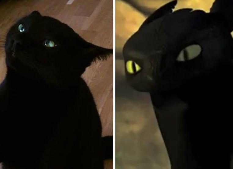 中华田园猫黑猫绿眼,中国田园猫咪黑猫