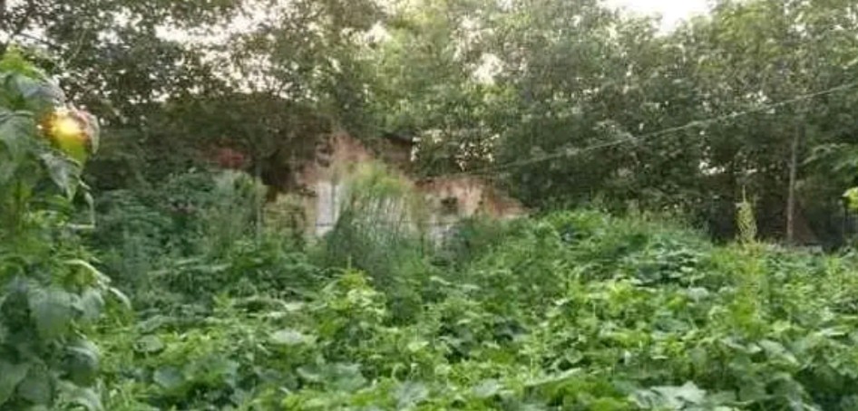 大棚蔬菜田间管理技术,冬季大棚种植什么蔬菜销路好