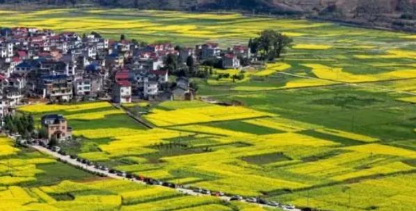 春暖花开的季节我和你如期相约,醉美开化油菜花