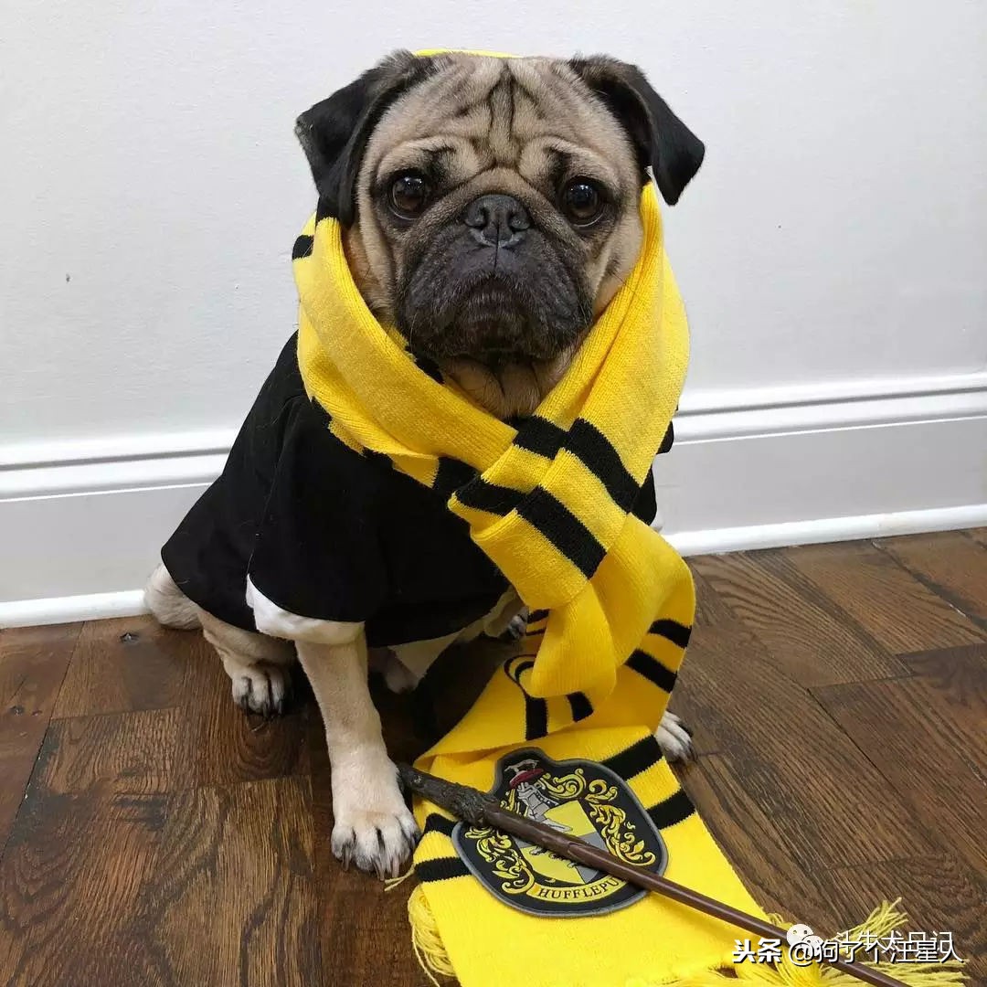 全国十大宠物狗排名榜,宠物狗排行榜前十名最好