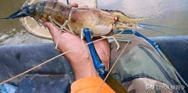 巨型虾入侵,罕见巨虾入侵