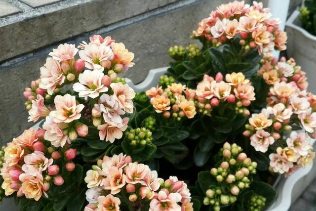 长寿花叶子一碰就掉是怎么回事,长寿花叶子一碰就掉怎么办