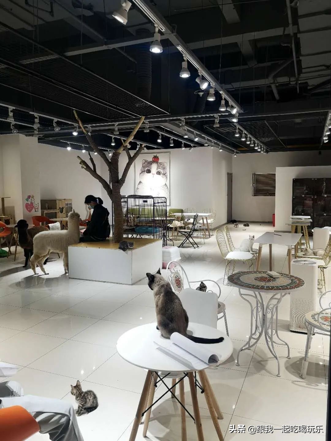 猫咖和羊驼咖,猫咖可以和什么结合在一起