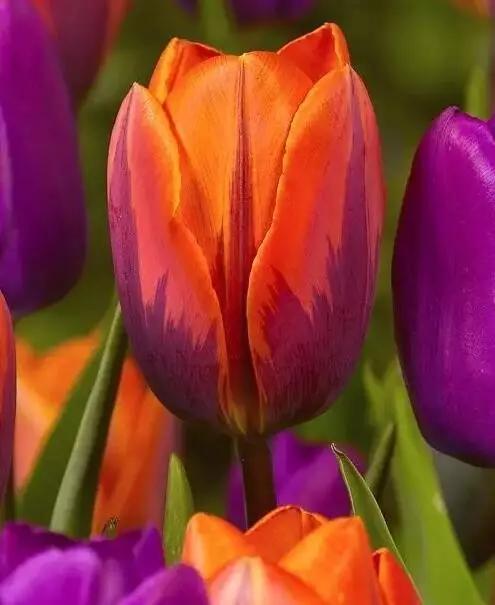 中国十大名贵稀有植物物种,全身是宝的名贵植物有哪些