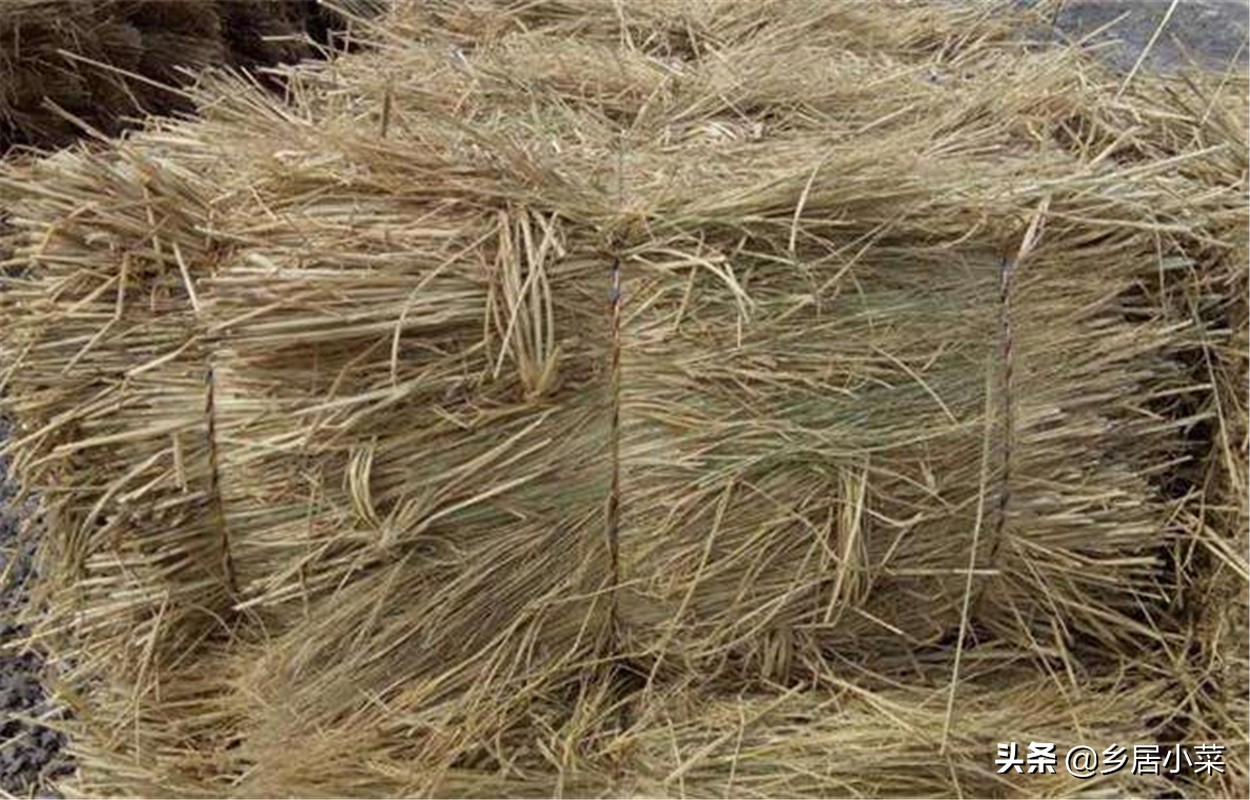 秋天种大蒜不出苗的原因,种植大蒜不生根怎么办