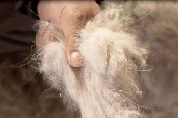 原绒原色羊绒,黑色羊绒好看还是灰色的好看