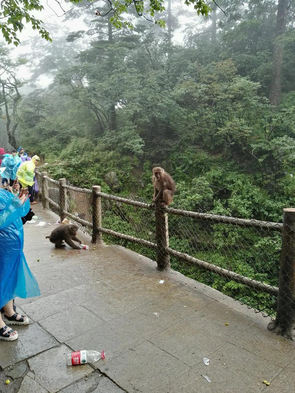 峨眉山有什么灵猴,峨眉山灵猴在哪