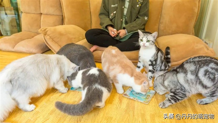 出远门猫咪一个人在家该怎么办,过年回家猫咪自己在家怎么安置