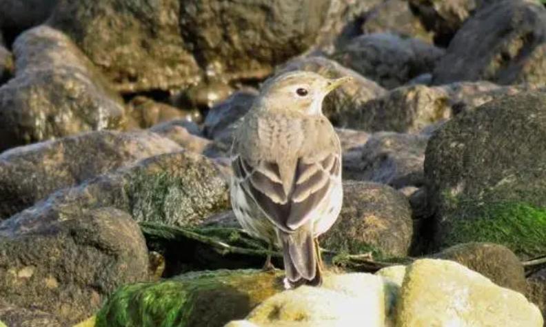 吸血雀：尖嘴地雀吸食血液，受害者为何乖乖等待，毫不反抗？