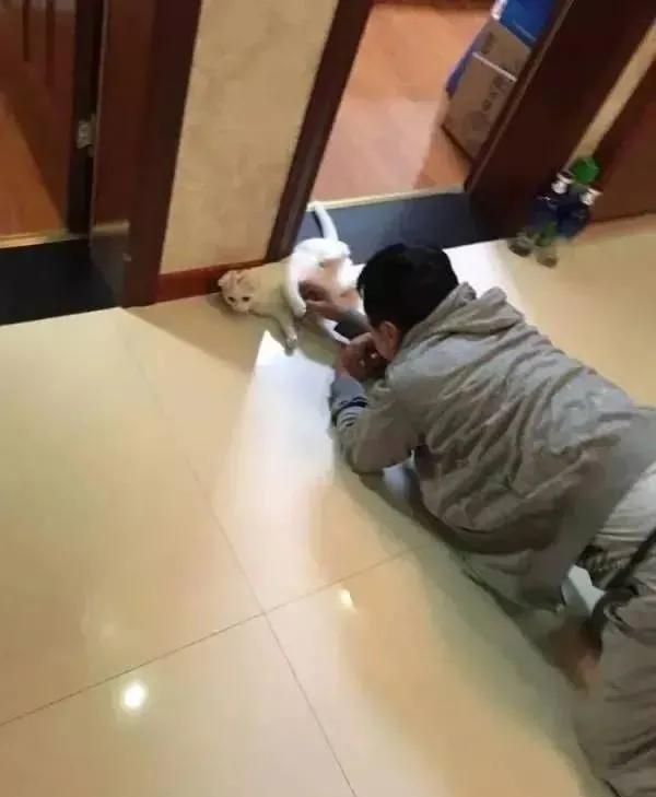 家里不同意养猫,家里不让养猫怎么让家长同意养猫