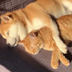 男生会用什么理由亲女朋友,男生为什么想要亲女朋友