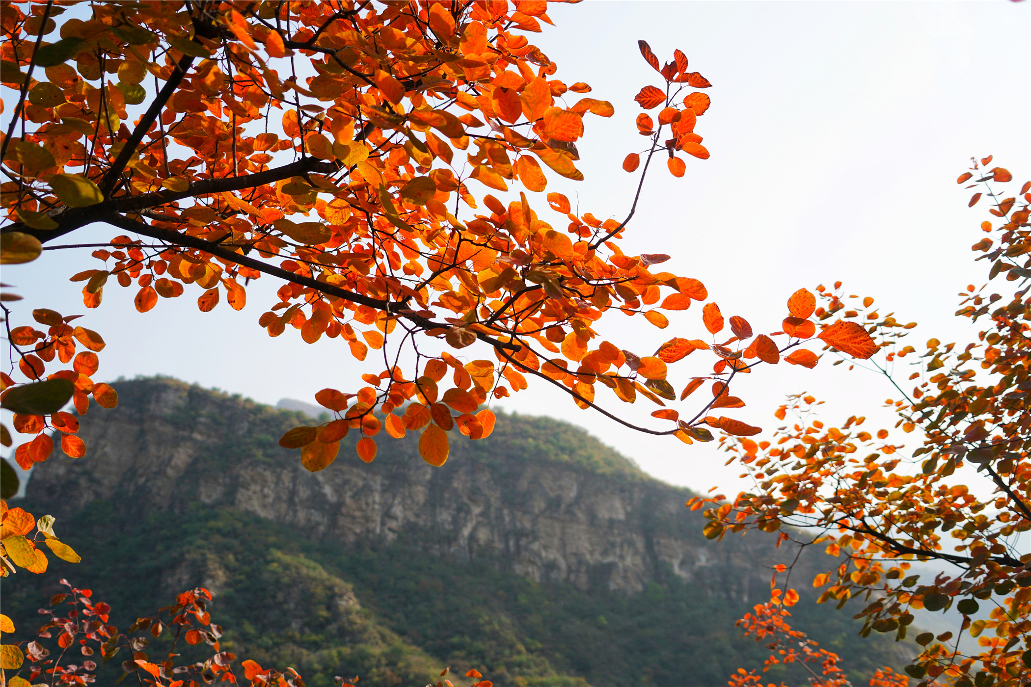 赏红叶最佳目的地,房山坡峰岭红叶最佳观赏