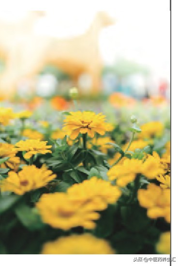 关注妇科盆底修复,如何进行盆底肌功能锻炼