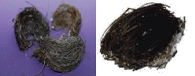 真假燕窝的快速鉴别方法,燕窝造假现场