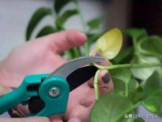 绿萝黄叶别发愁2个妙招帮解决,绿萝黄叶怎么处理有什么好办法