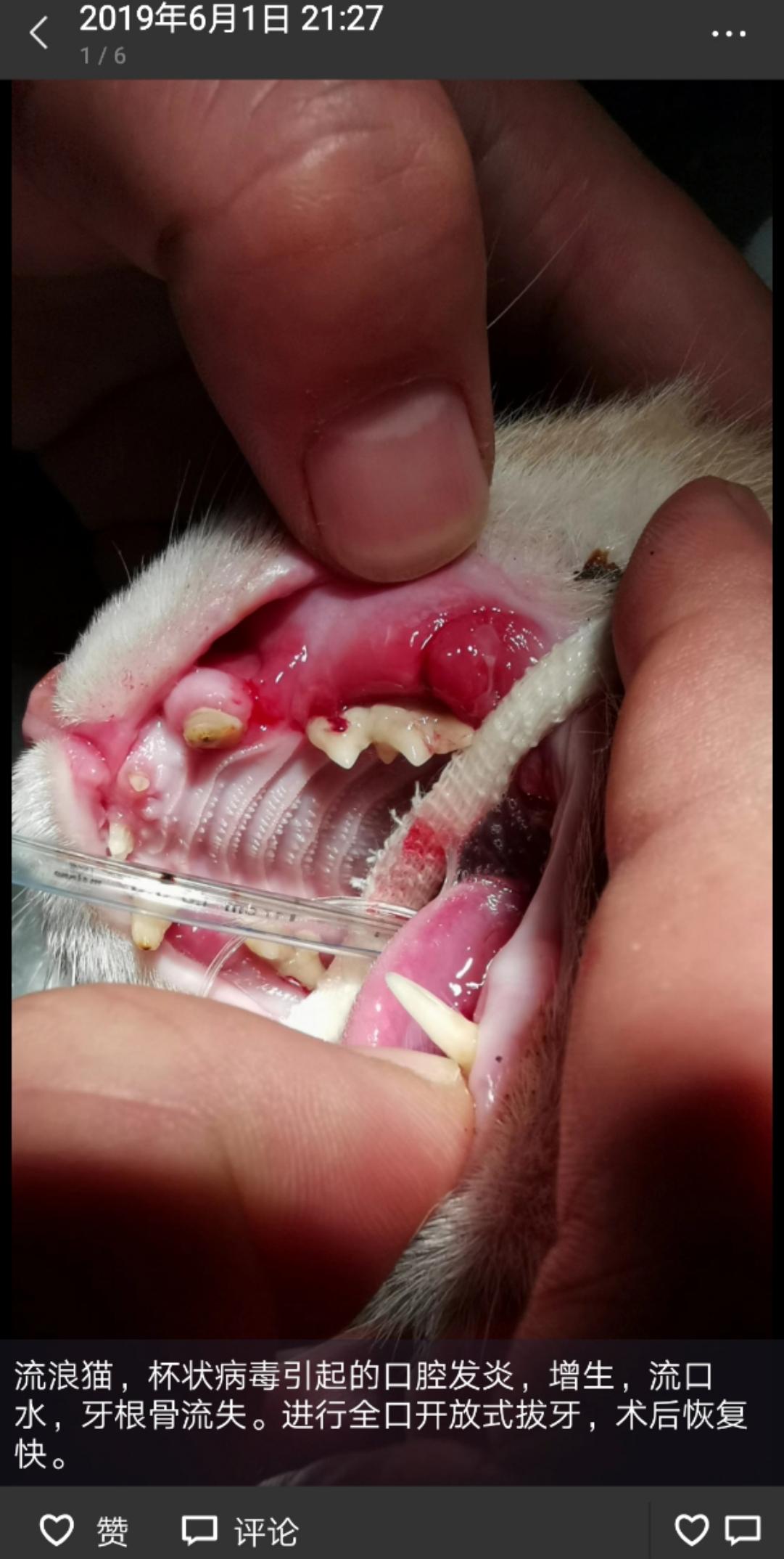 猫咪打喷嚏流鼻涕眼屎怎么治疗,猫咪打喷嚏流的鼻涕有硬芯