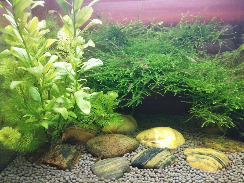 底砂粪便真的要清理吗？揭秘冷门腐殖菌系统，和硝化系统一样强大