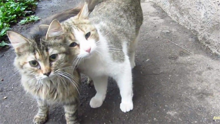 猫咪生病了用什么草药,猫咪提高免疫力药品