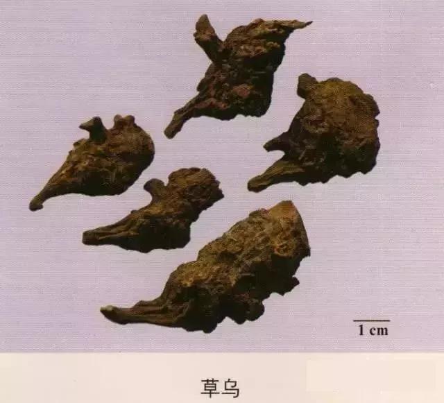 中药材图片大全大图带药名,200多味中药材图谱带图