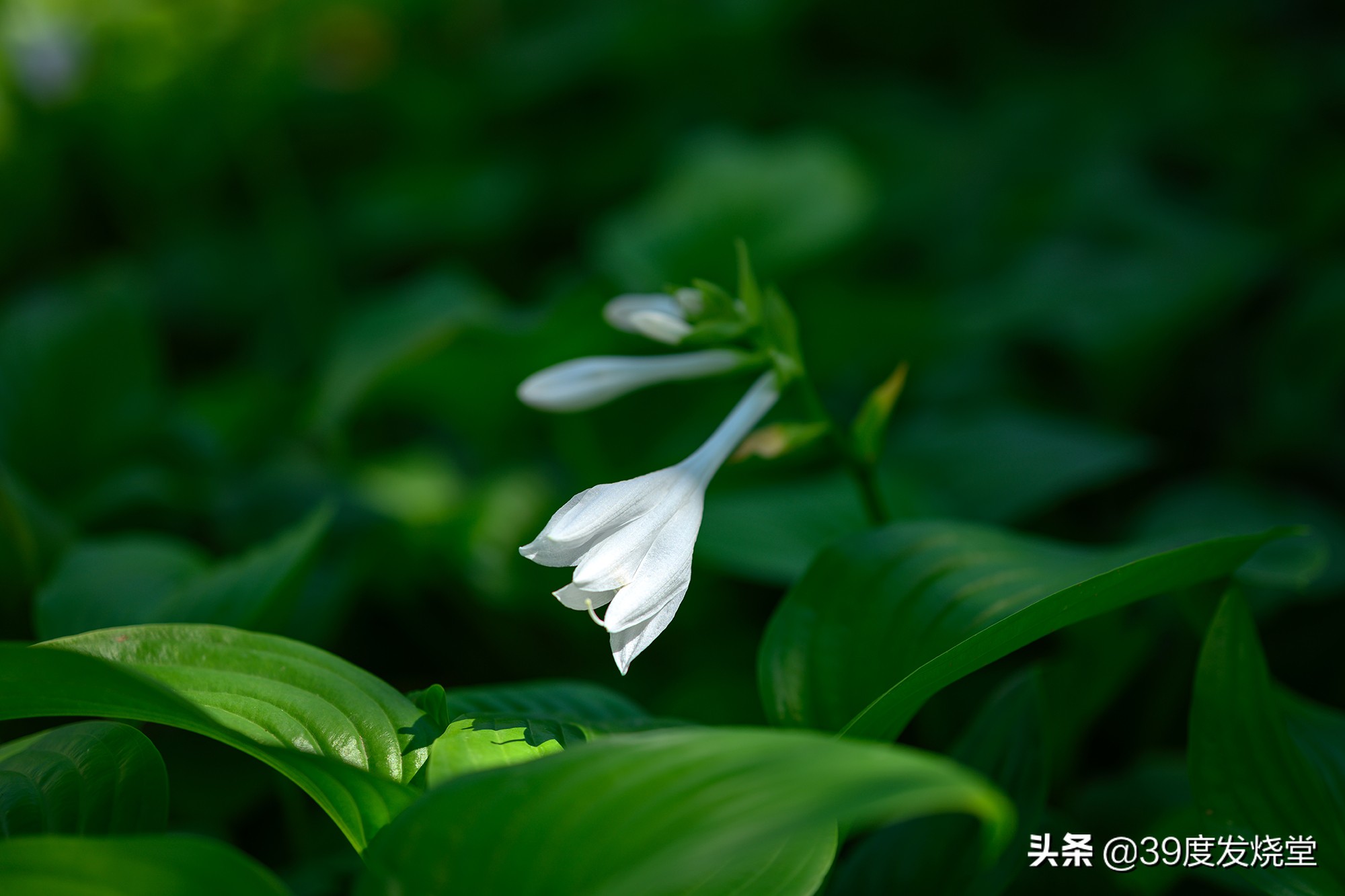 这5000元真值了！尼康Z85mmf/1.8轻量化人像镜头评测