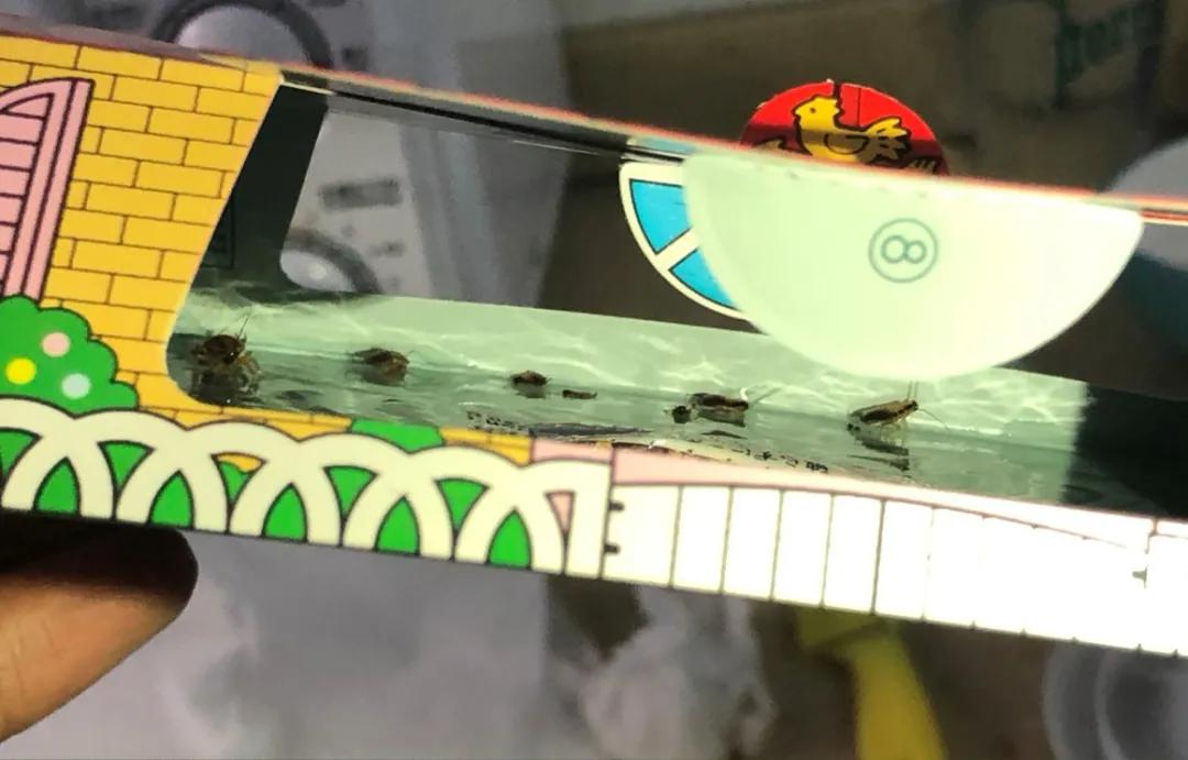 饮水机出了一只蟑螂怎么办,饮水机接出来的蟑螂能活多久