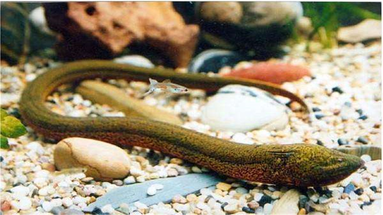 黄鳝的养殖方法和技术视频教程,黄鳝的养殖技术饲料配方