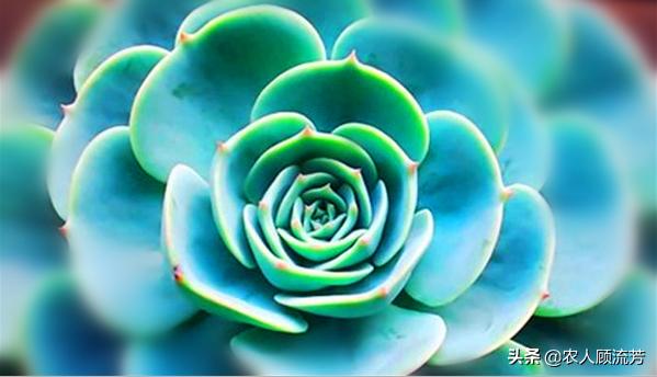 多肉植物玉蝶锦和富士有什么区别,多肉植物玉蝶的养殖方法与管理