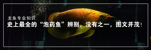 龙鱼用药大全图解,怎么分辨龙鱼是药泡的