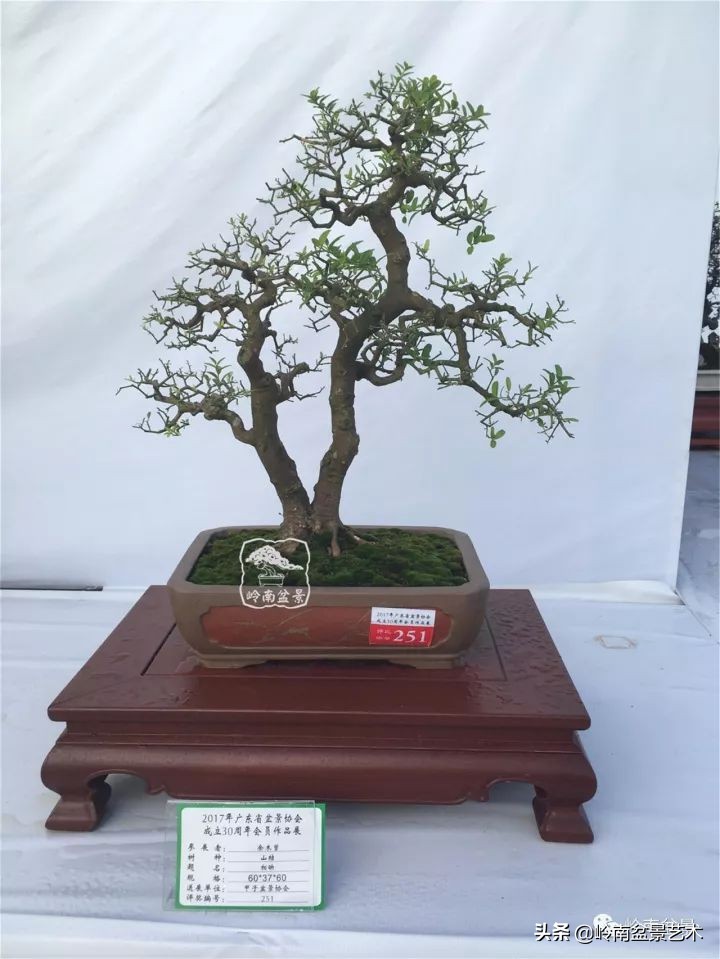 双干树,双干型果树