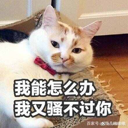 表情包我能怎么办,那我怎么办表情包可爱