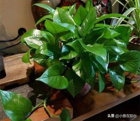 绿萝几个月没有浇水根部发黑,绿萝叶子蔫了变软发黑是什么原因