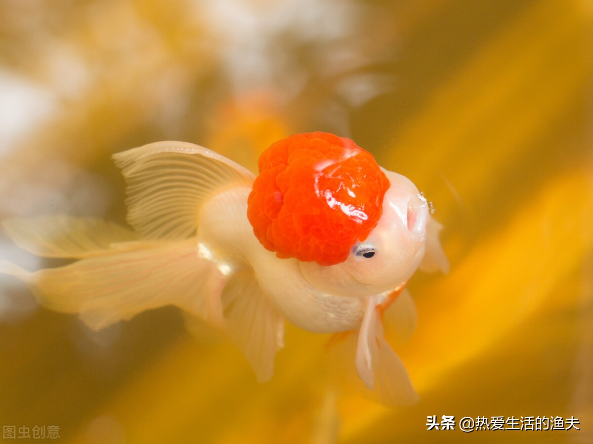 草金鱼身上有出血状红斑,金鱼身上有出血和炸鳞