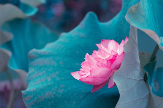 佛语禅心经典句子书法,佛语禅心经典句子及译文