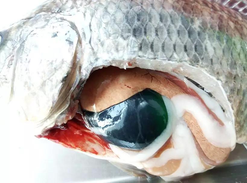 一线渔医良心分享！这份《江高区域全年病害防控指南》请收好