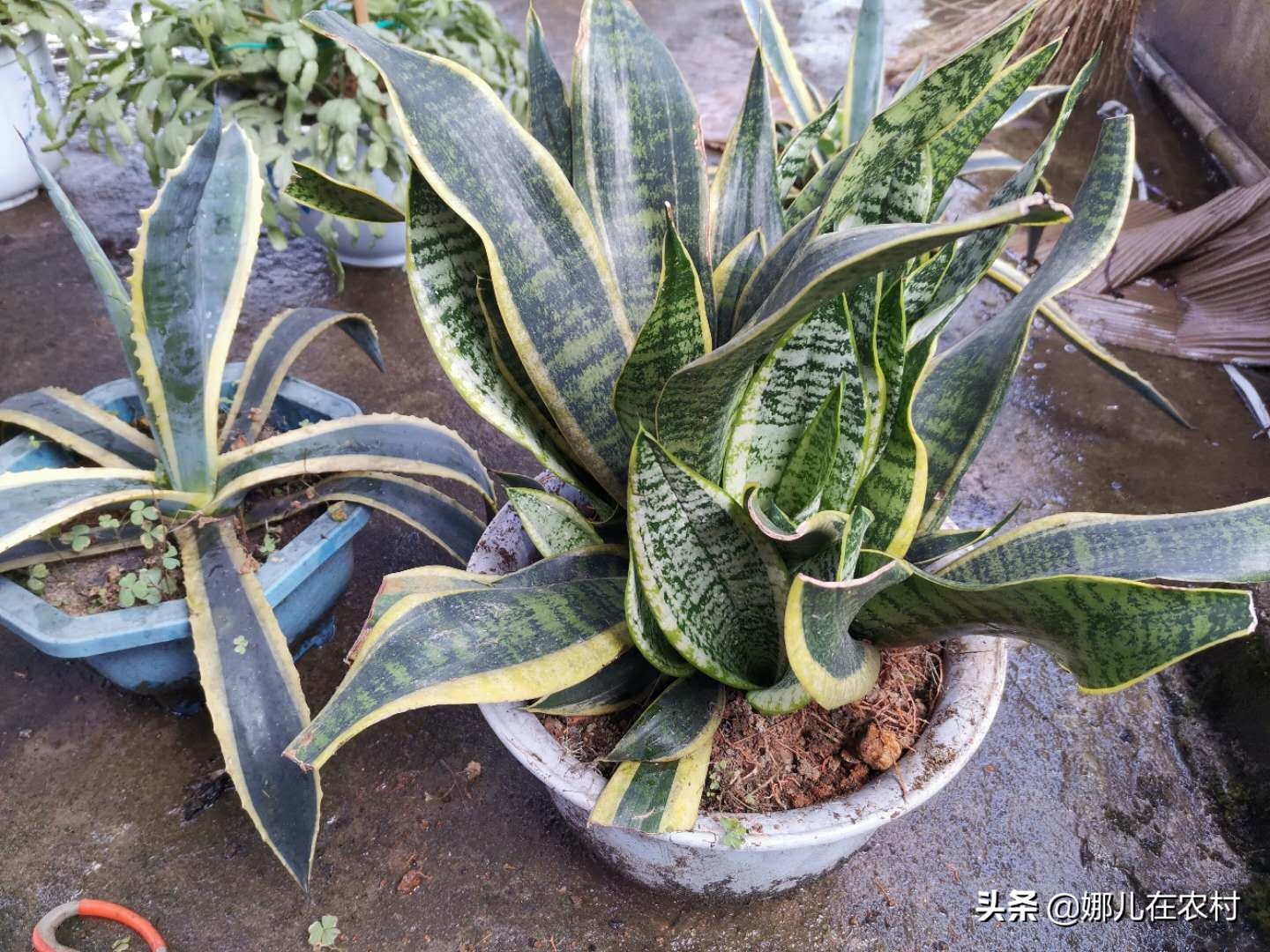 喜欢在阳台种菜种花,喜欢在阳台打理花草