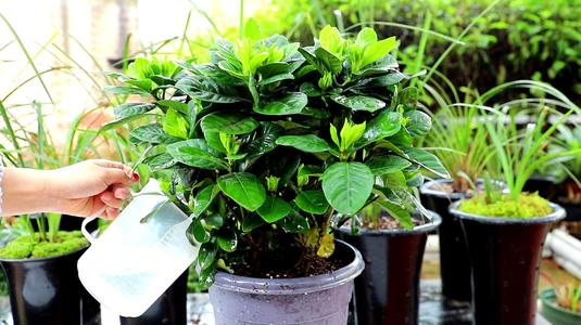 浇花放这二种小药片,浇花加点小药片