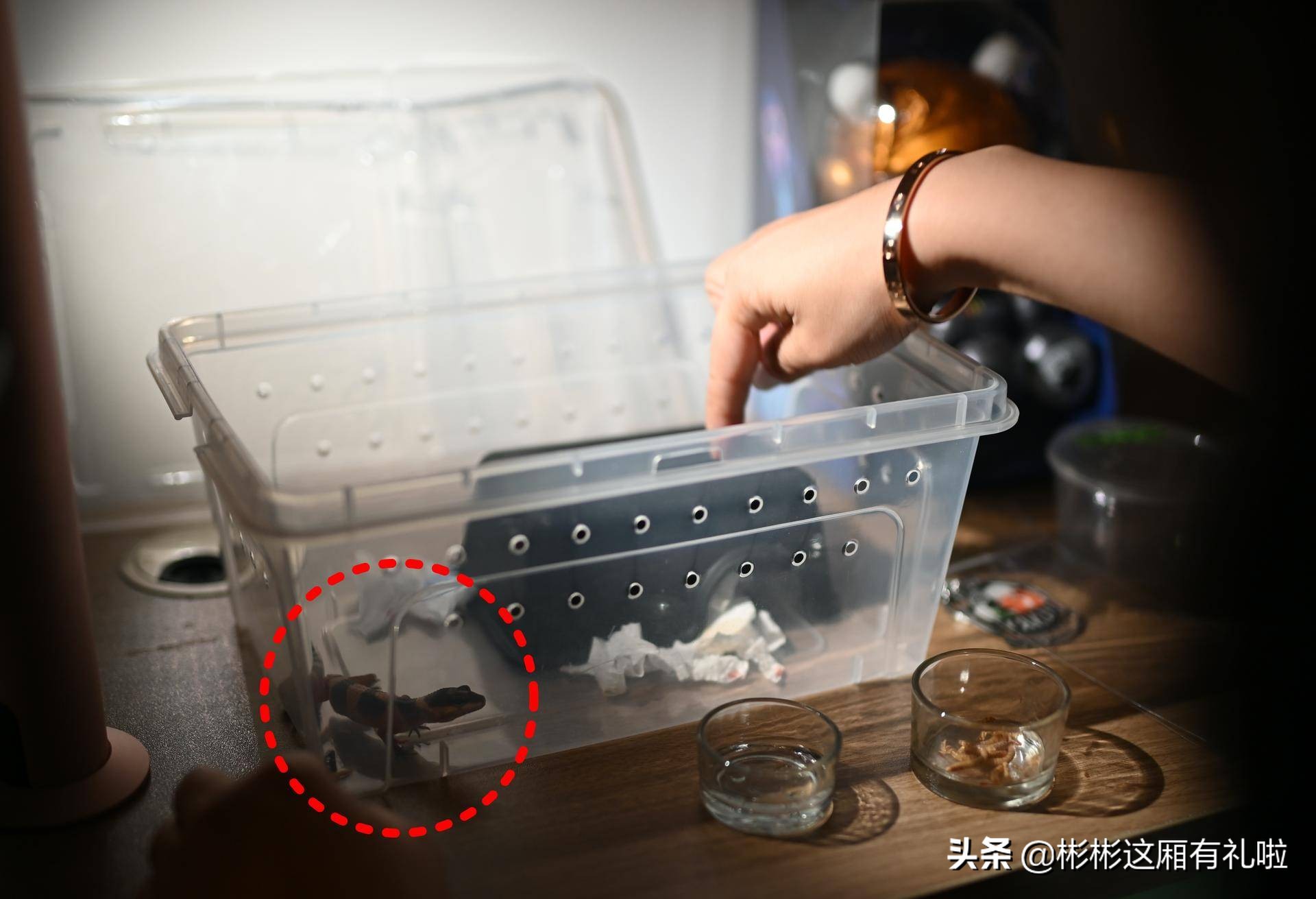 守宫新手养一只还是两只,守宫小白怎么养