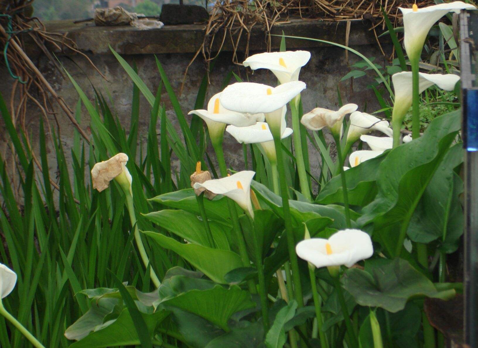 阳台只养一种花全年花开不断,适合庭院养的10种花