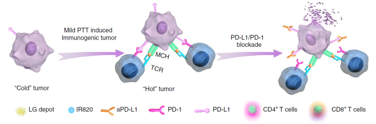 一种基于纳米医学的肿瘤光热治疗,肿瘤热疗新趋势热死肿瘤不伤身